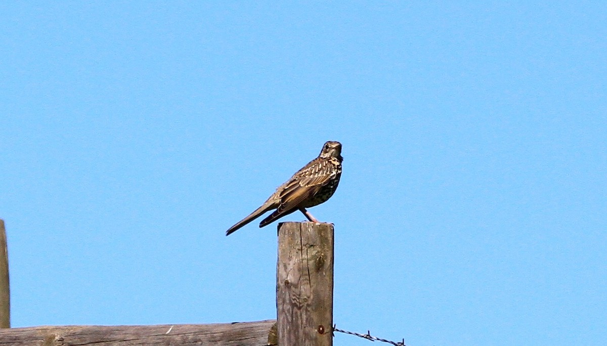 Mistle Thrush - ML617889067