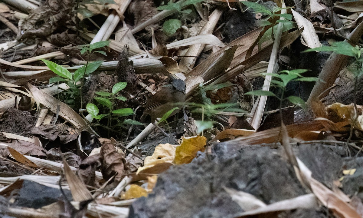 Ashy-headed Babbler - ML617889083