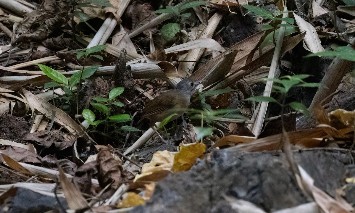 Ashy-headed Babbler - ML617889084