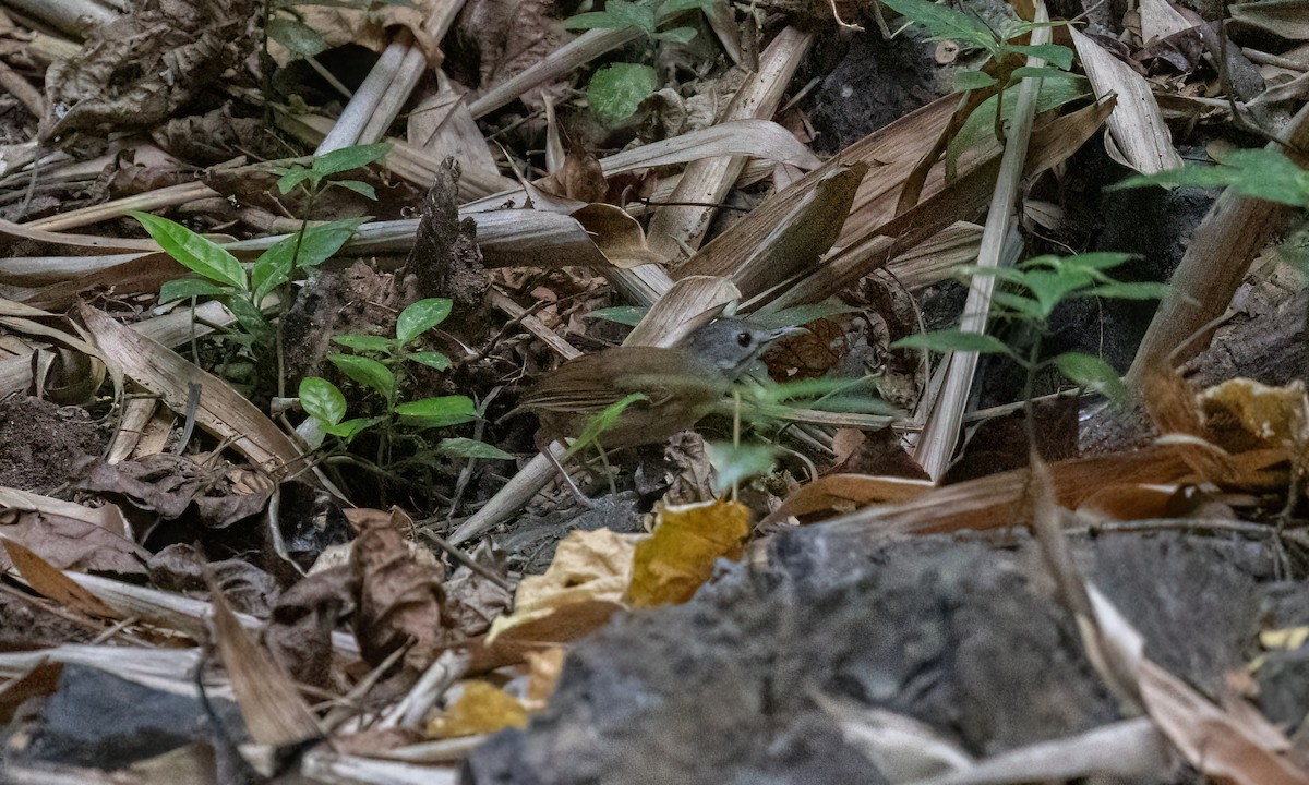 Ashy-headed Babbler - ML617889085