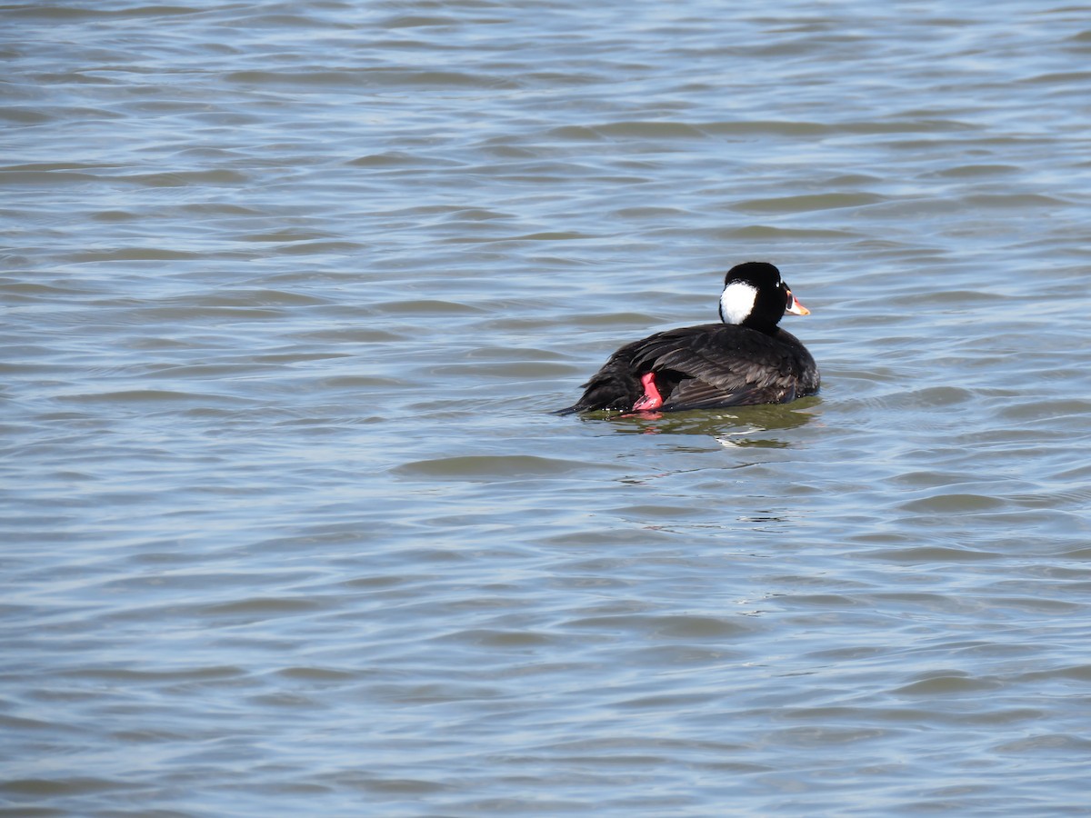 Surf Scoter - Tom Preston