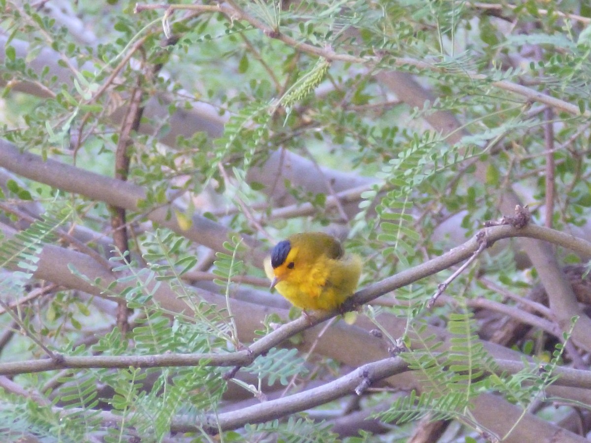 Wilson's Warbler - ML617889108