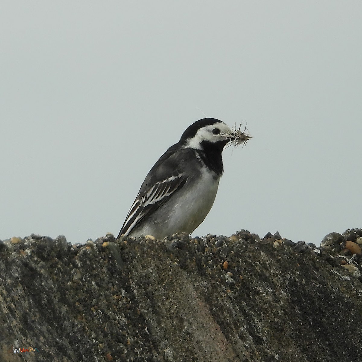 White Wagtail - ML617889153