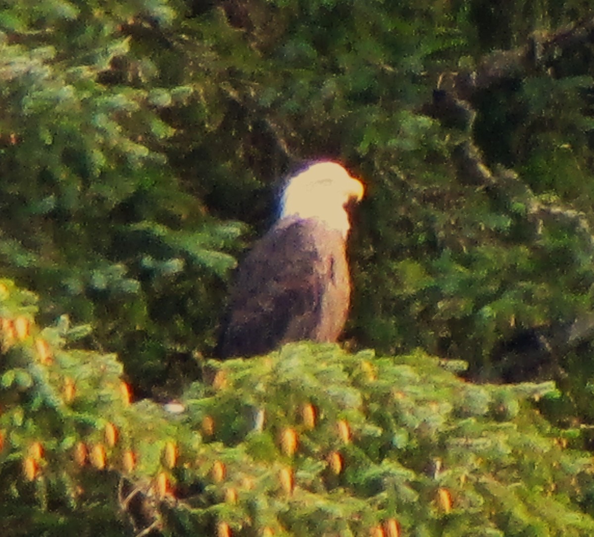 Bald Eagle - ML617889157