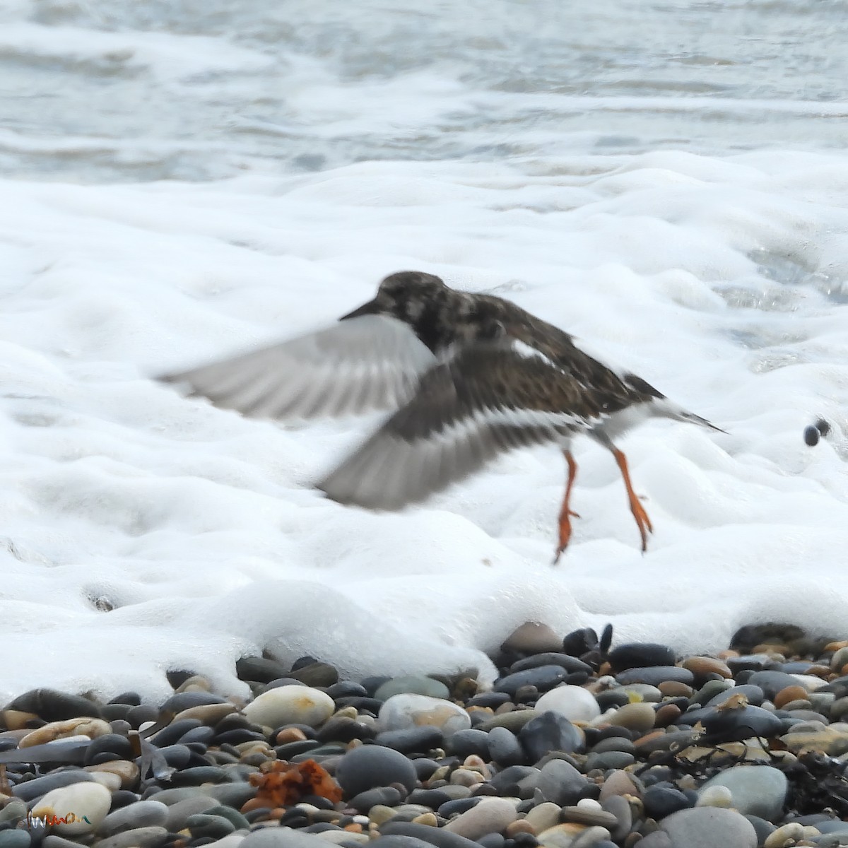 Ruddy Turnstone - ML617889161