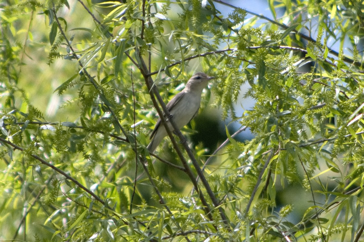 Warbling Vireo - Haley Oakley