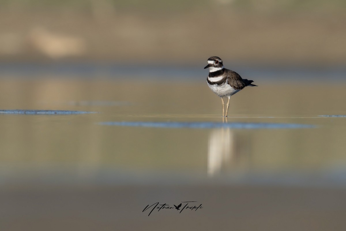 Killdeer - ML617889191