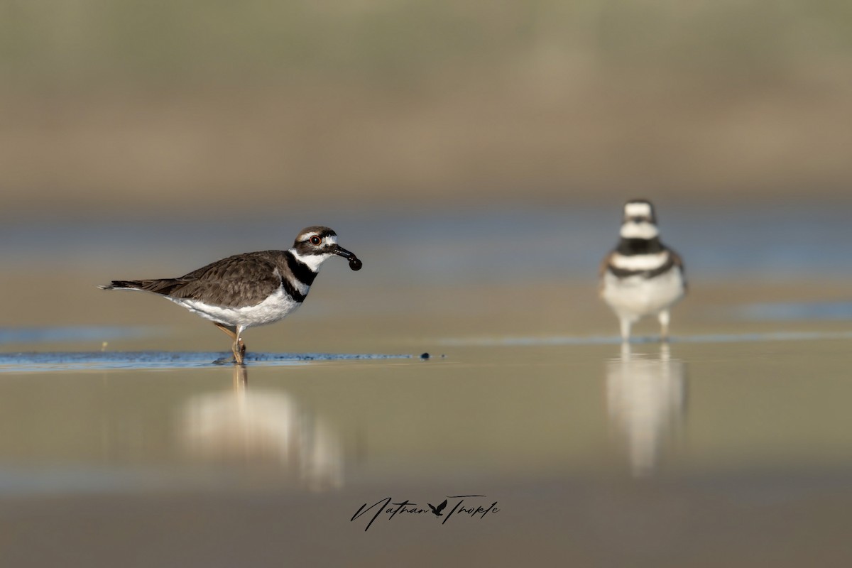 Killdeer - Nathan Thokle