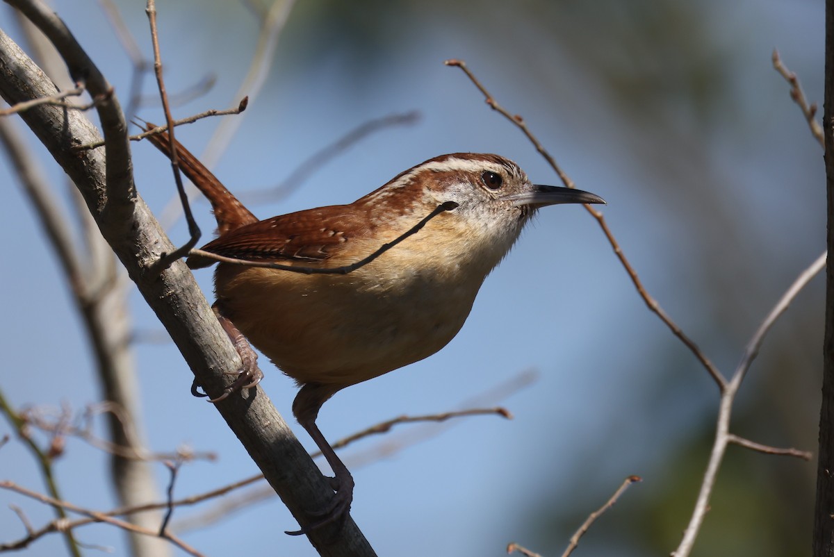 Carolina Wren (Northern) - ML617889201