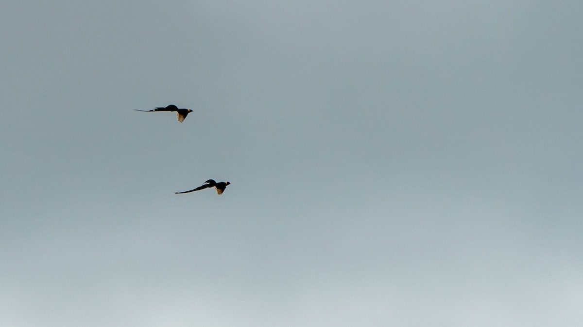 Eastern Paradise-Whydah - ML617889212