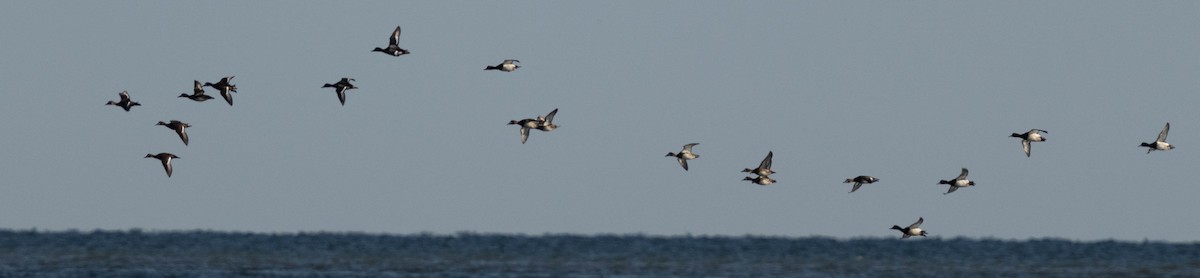 Greater Scaup - ML617889228