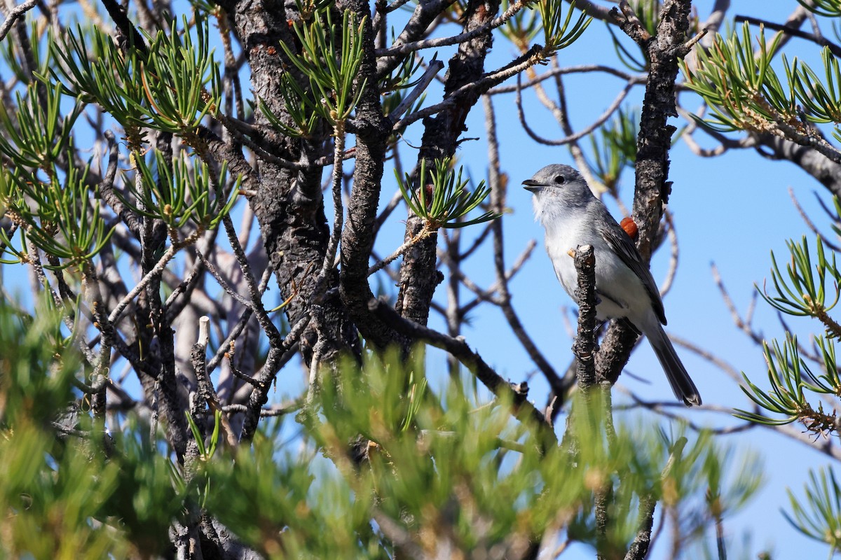 Gray Vireo - Tory Mathis