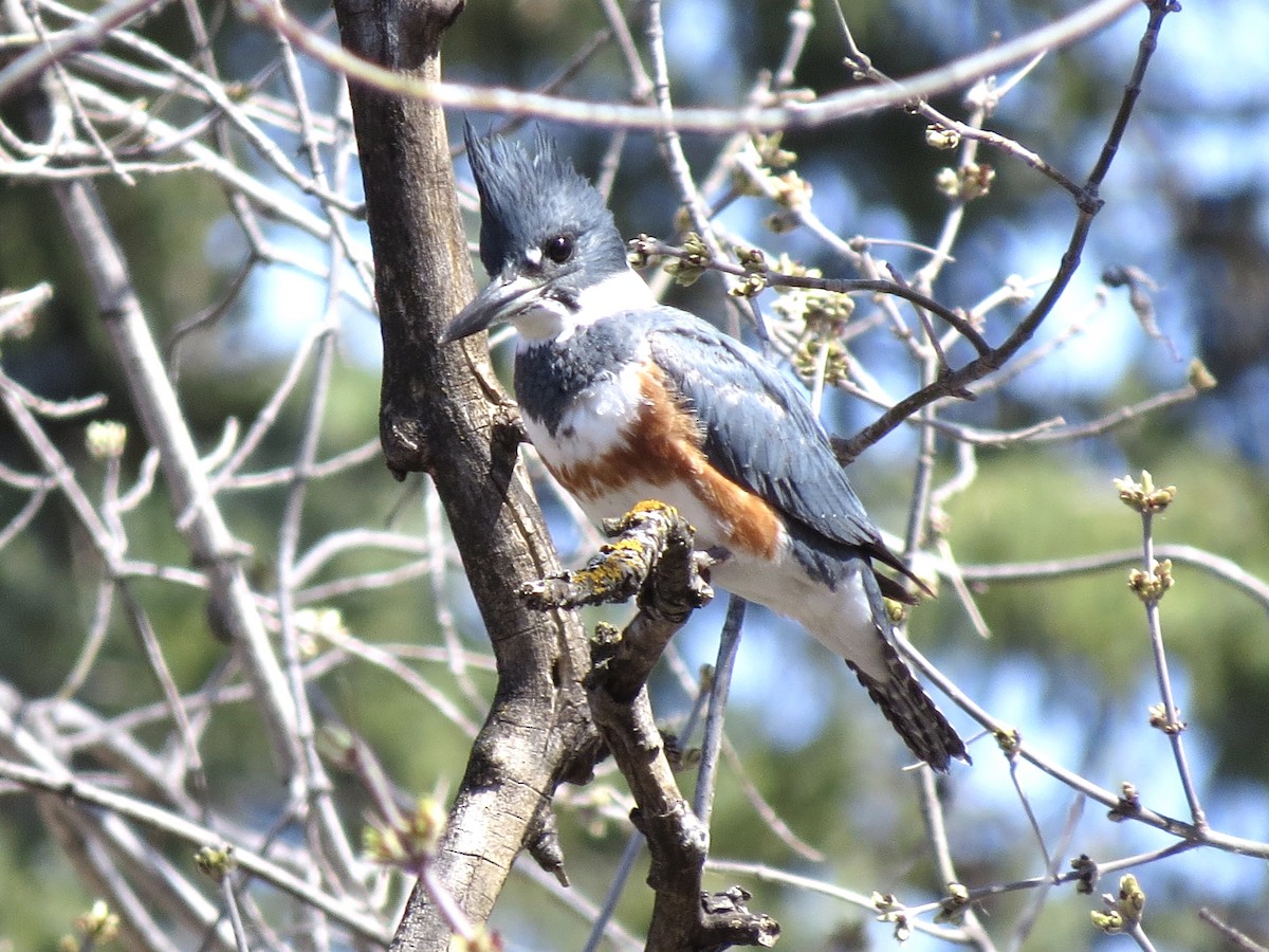 Belted Kingfisher - ML617889295