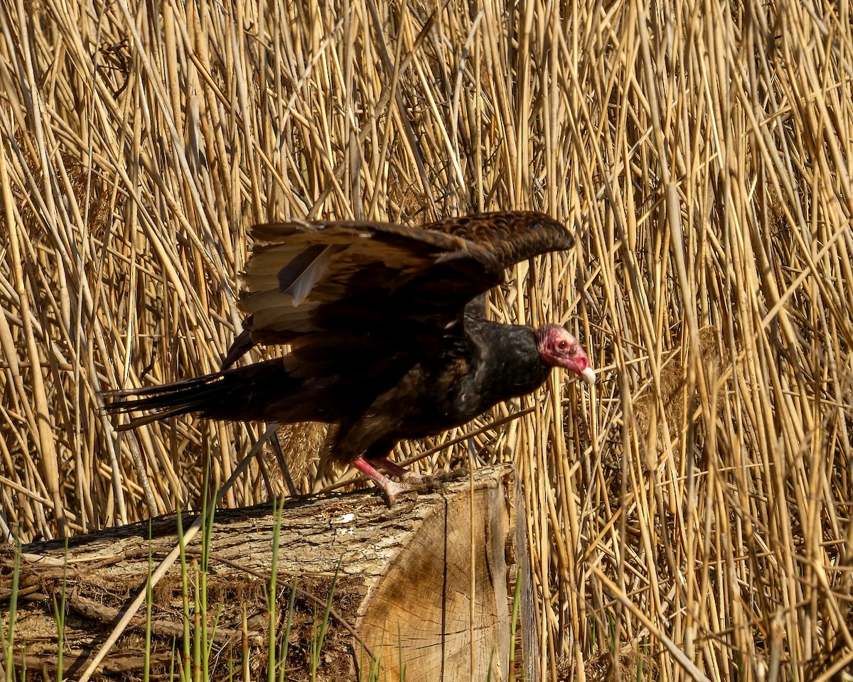 Turkey Vulture - Kathy L. Mock