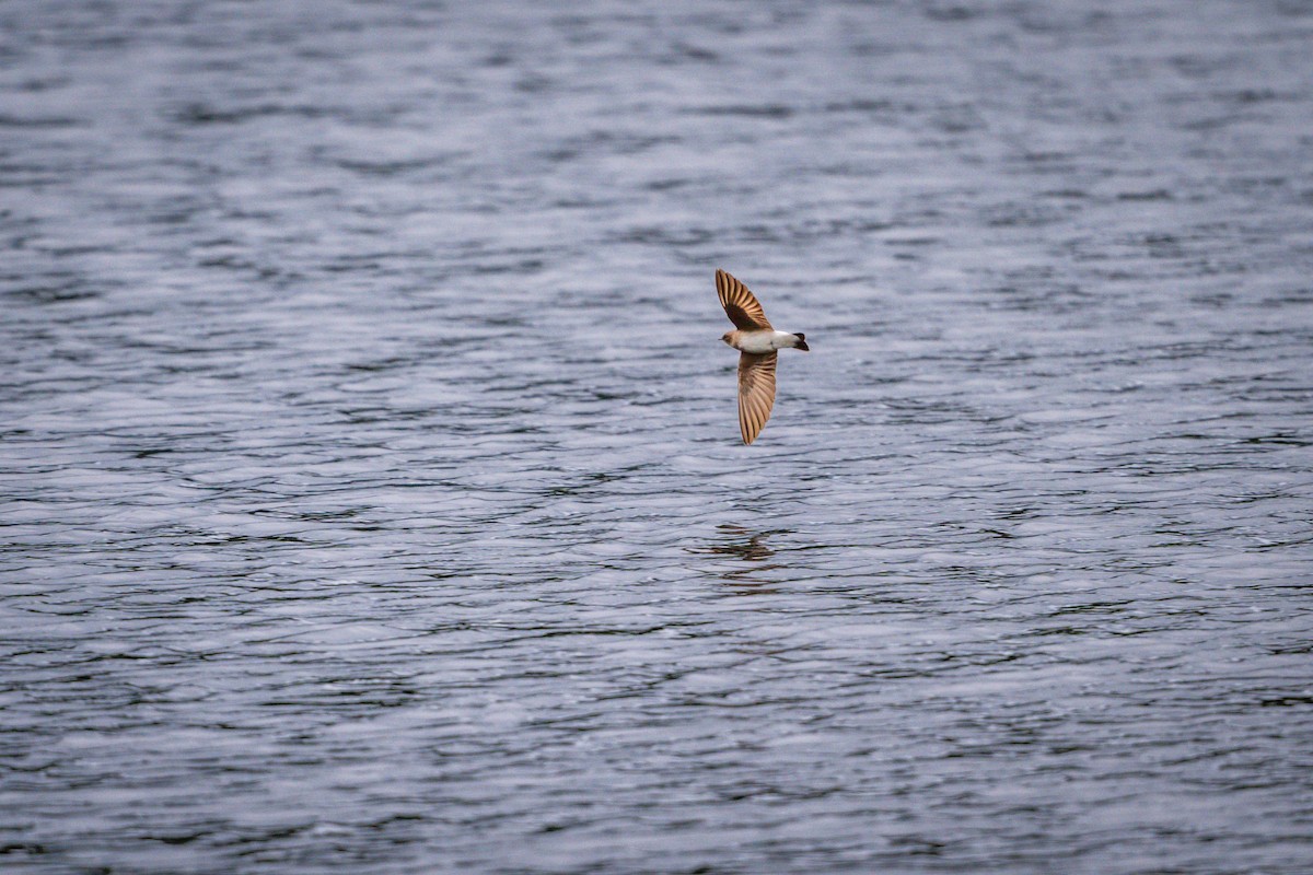 Northern Rough-winged Swallow - ML617889310