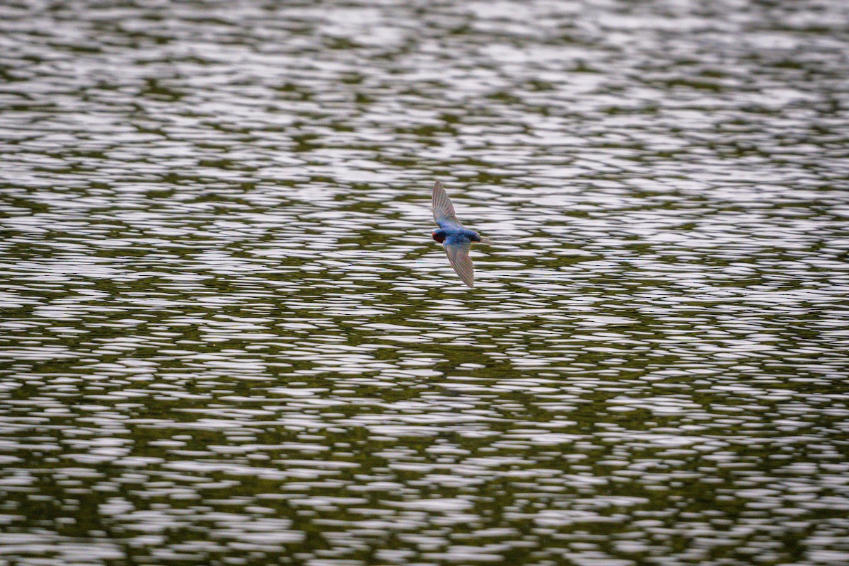 Barn Swallow - ML617889325