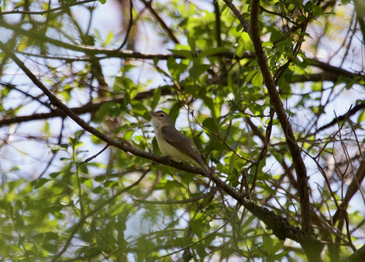 Warbling Vireo - Brian M