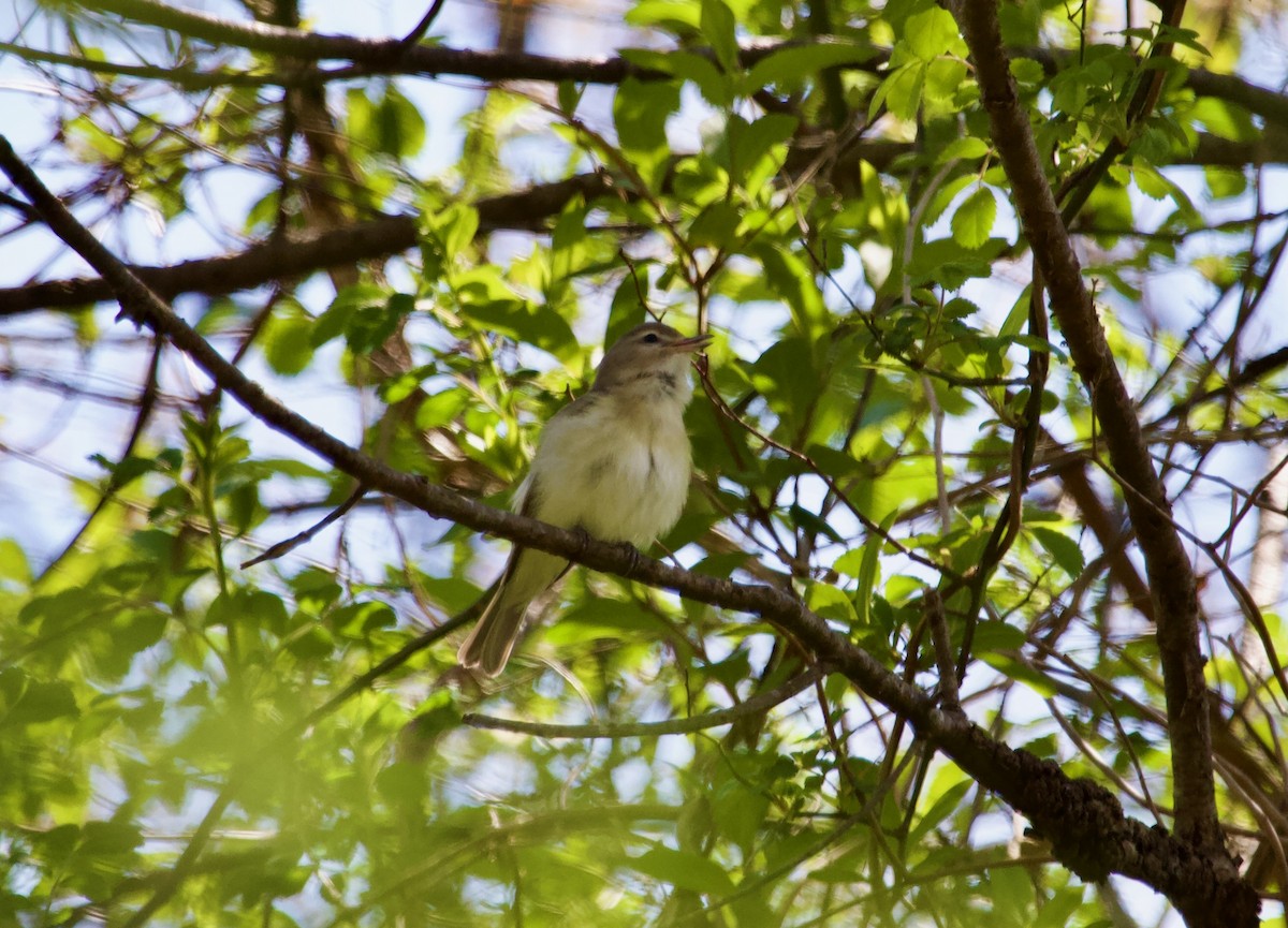 Warbling Vireo - ML617889339