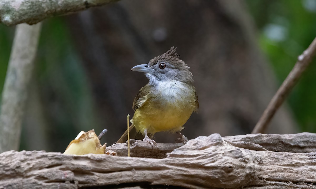 Gray-throated Bulbul - ML617889357