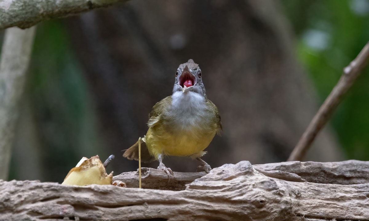 Gray-throated Bulbul - ML617889358