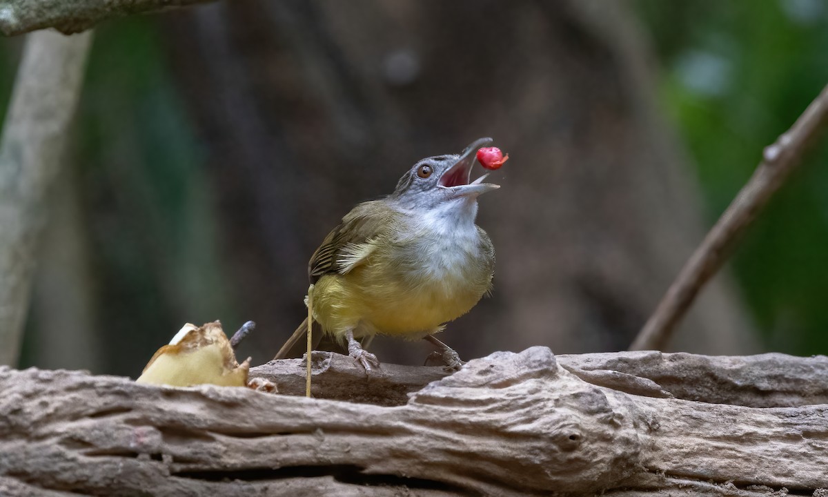 Gray-throated Bulbul - ML617889362