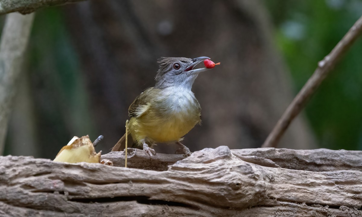 Gray-throated Bulbul - ML617889364