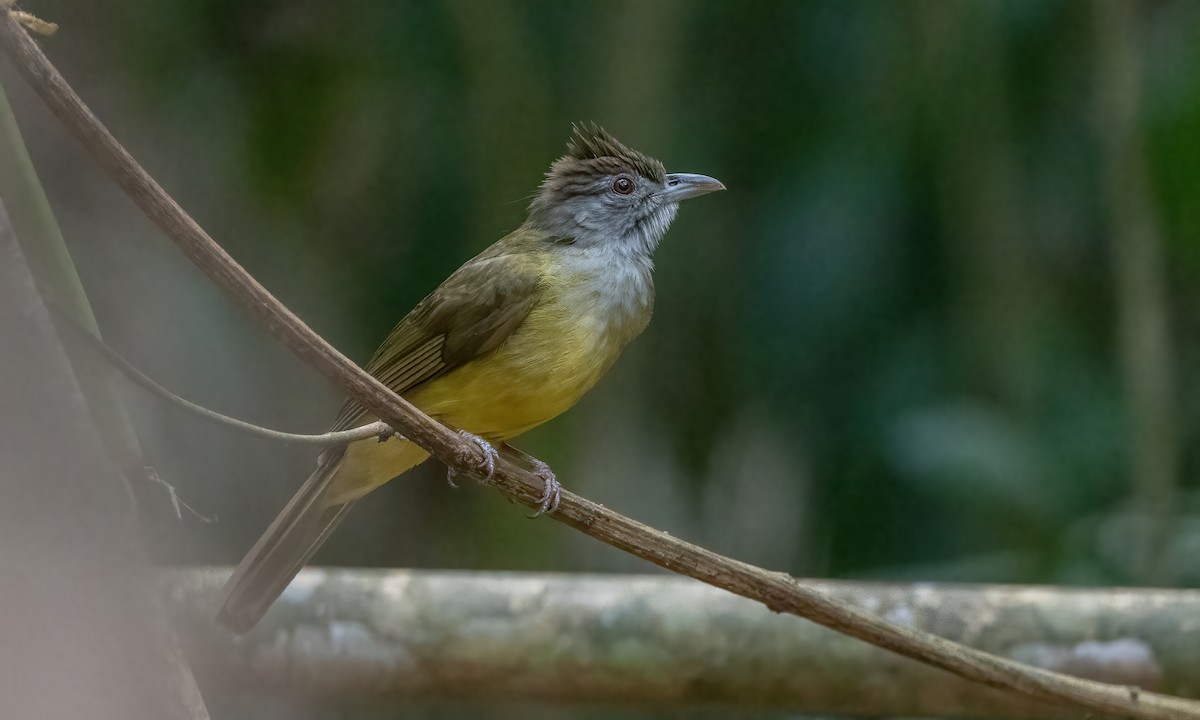 Gray-throated Bulbul - ML617889365