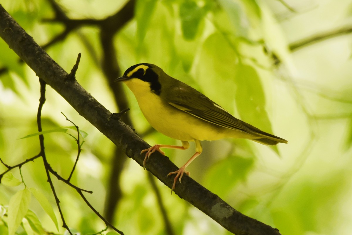 Kentucky Warbler - ML617889519