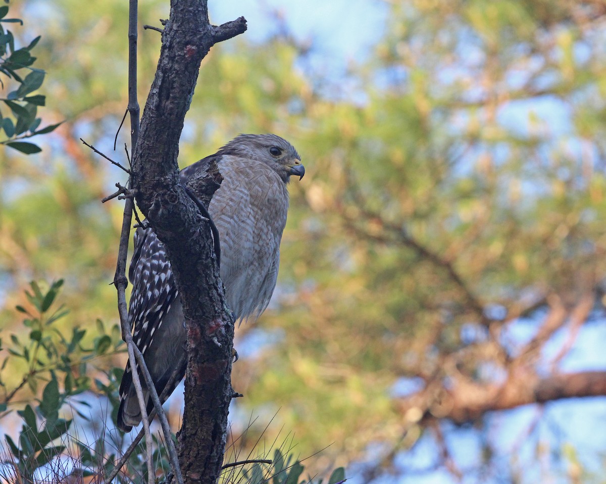 Red-shouldered Hawk - ML617889537