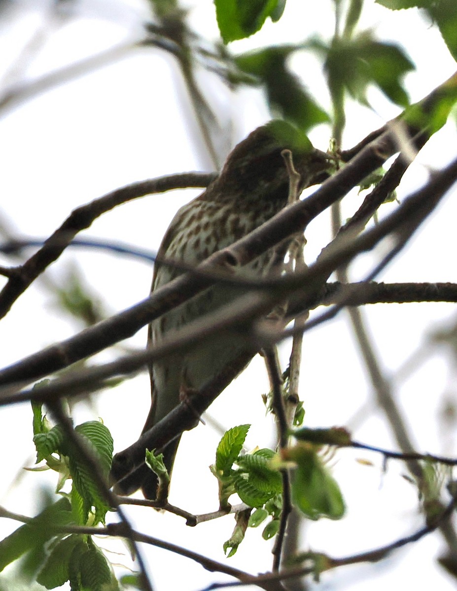 Purple Finch - ML617889546