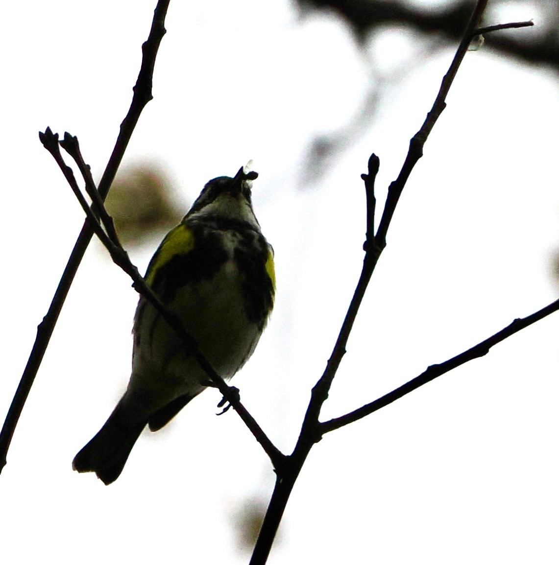 Yellow-rumped Warbler - ML617889552