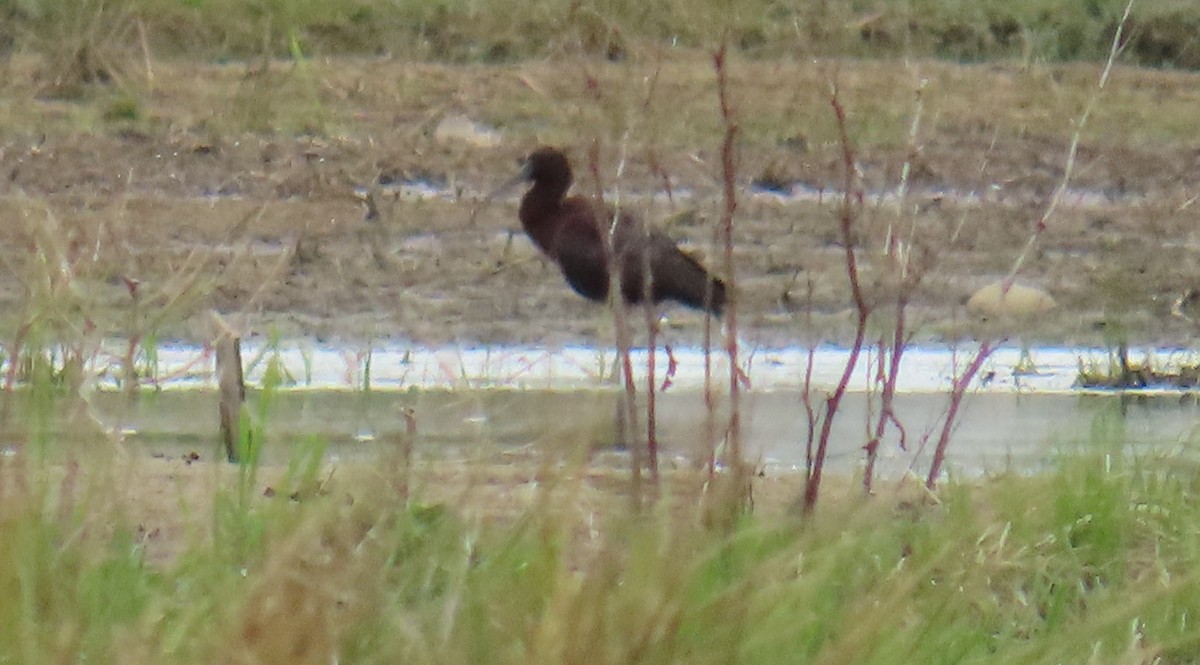 Glossy Ibis - ML617889584