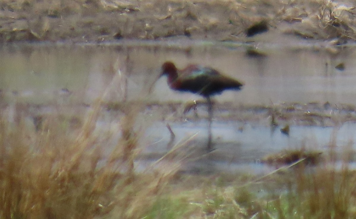 Glossy Ibis - ML617889591