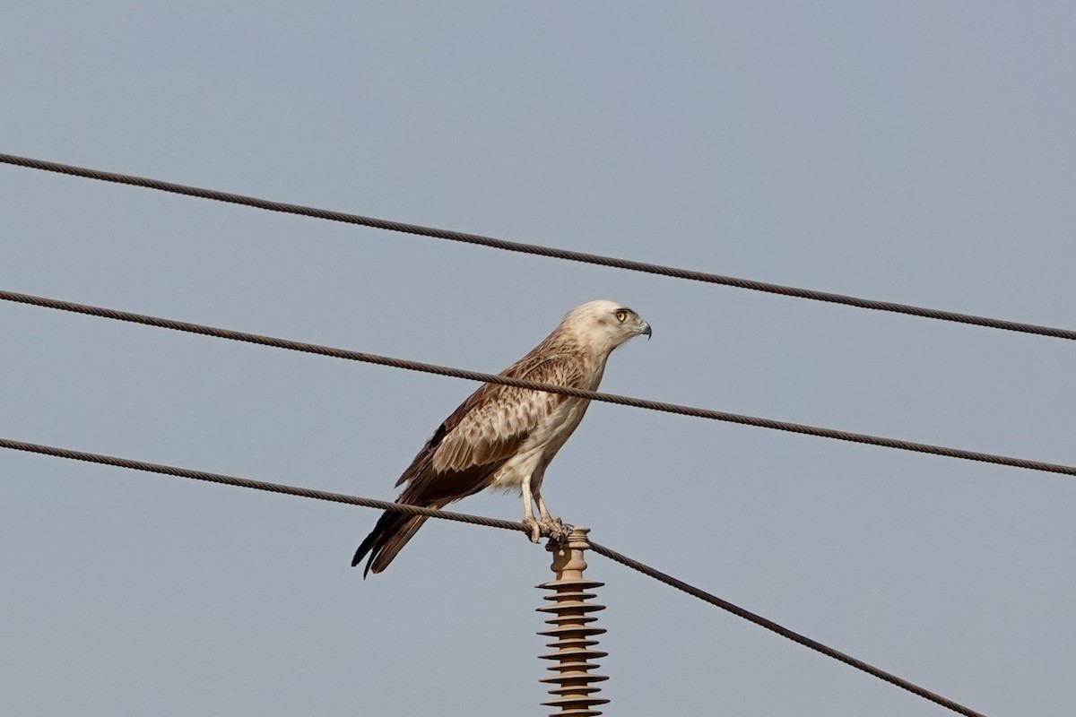 Short-toed Snake-Eagle - ML617889603