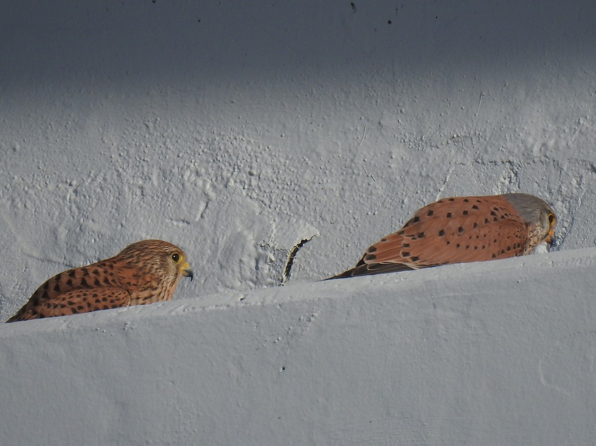 Eurasian Kestrel - José Otero