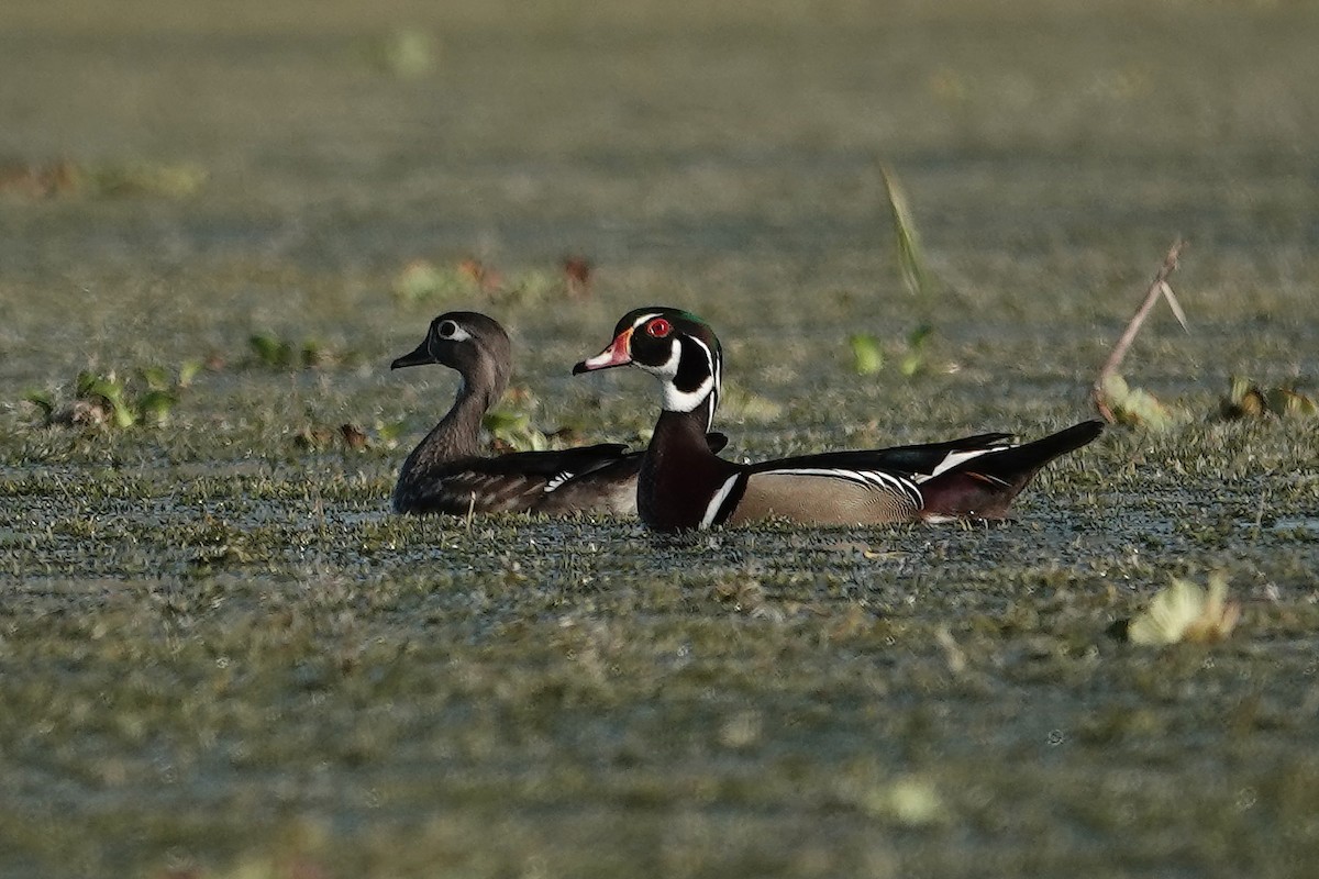 Wood Duck - ML617889609