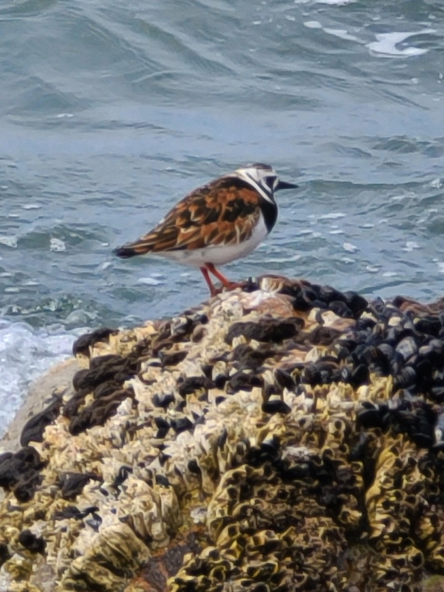 Ruddy Turnstone - ML617889611