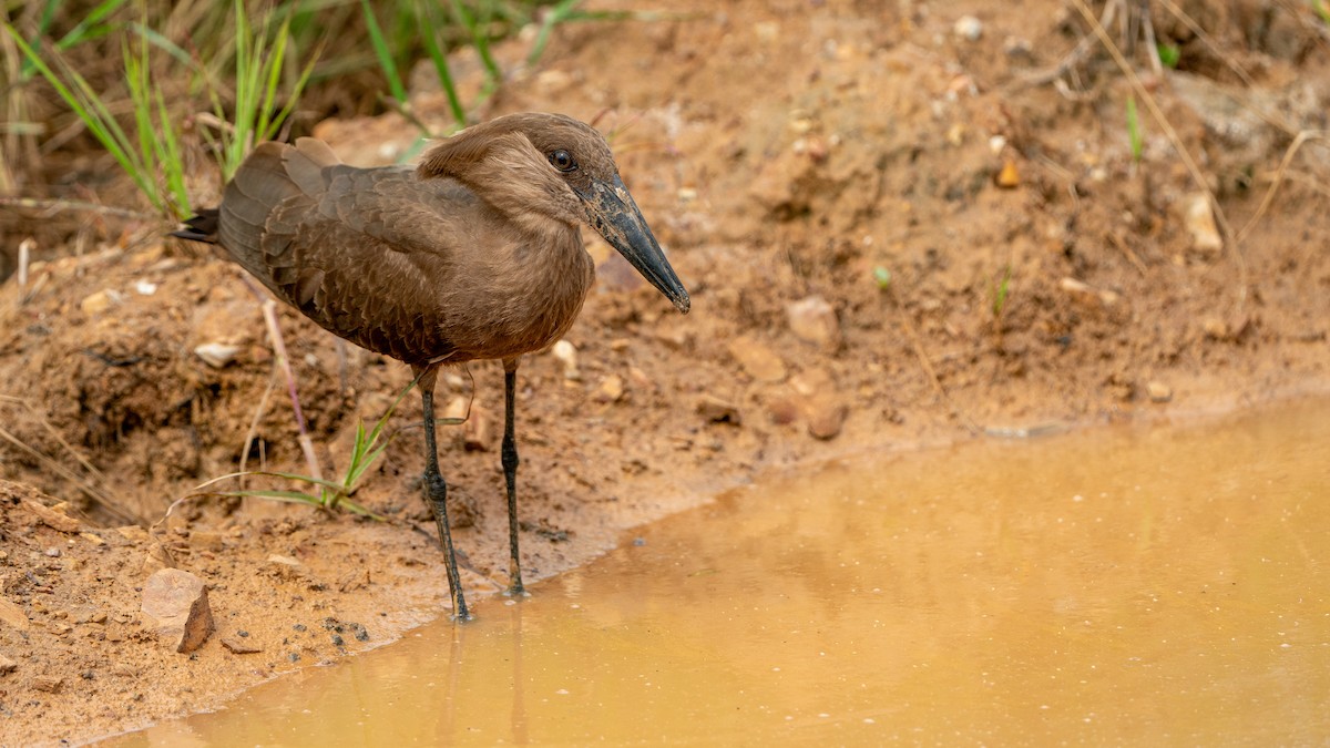 Hamerkop - ML617889628