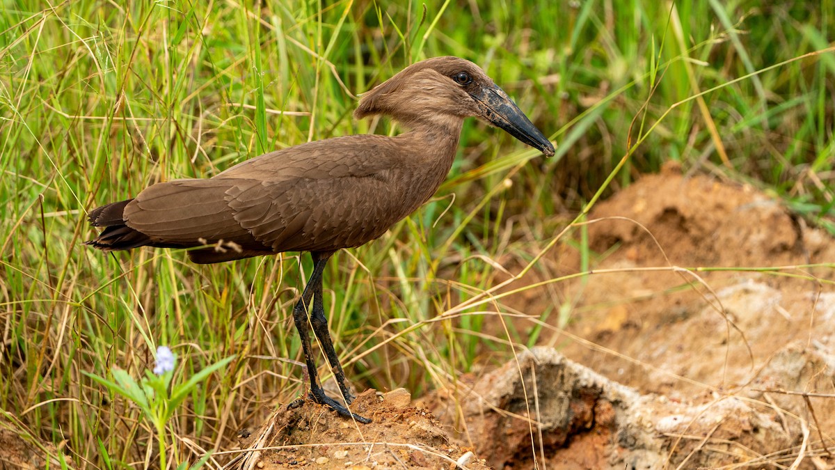 Hamerkop - ML617889629