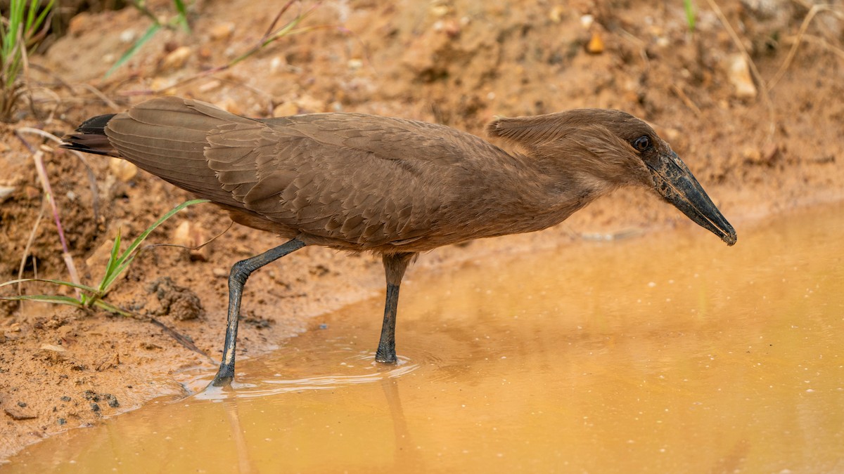 Hamerkop - ML617889630