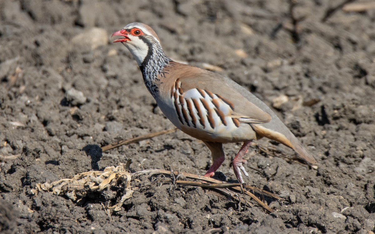 Red-legged Partridge - Andrés  Rojas Sánchez