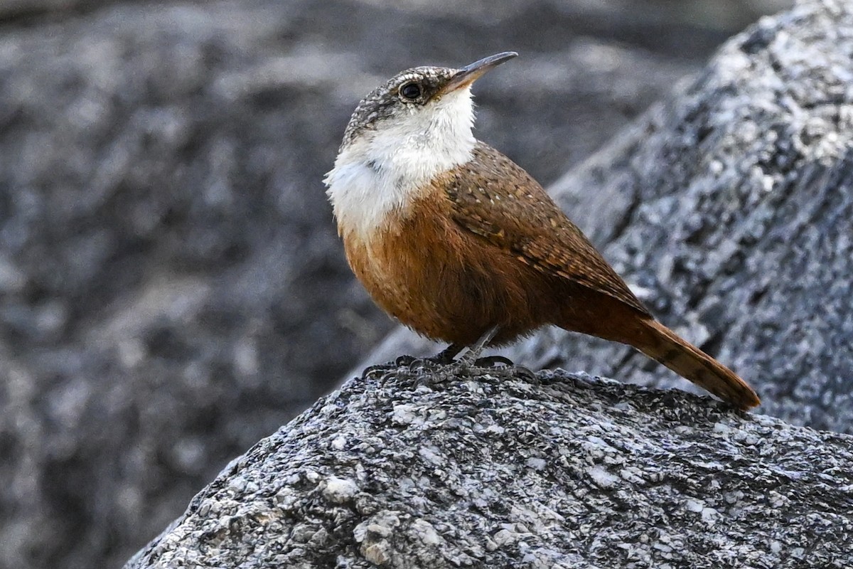 Canyon Wren - Denis Neukomm