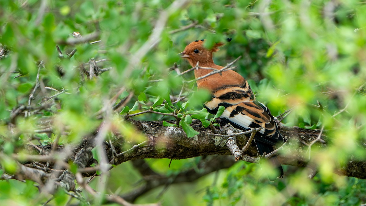 Eurasian Hoopoe (African) - ML617889672