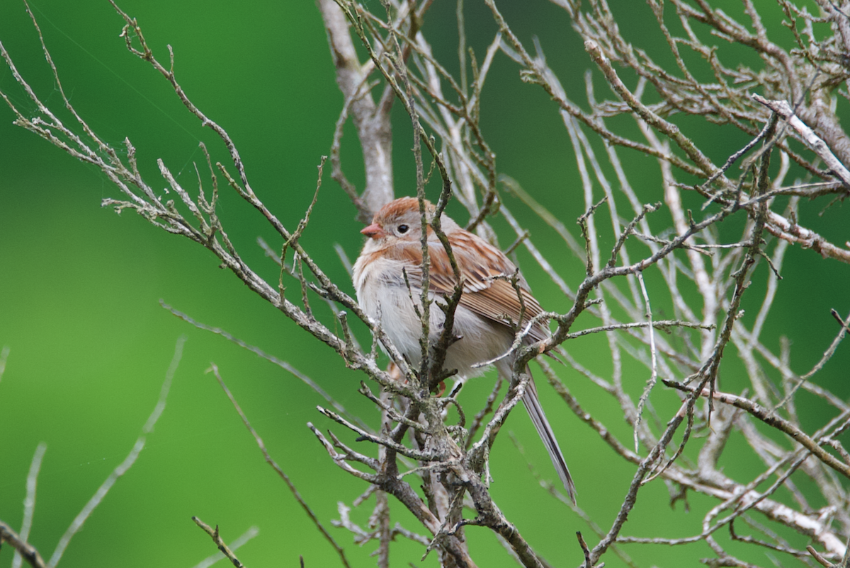 Field Sparrow - ML617889680