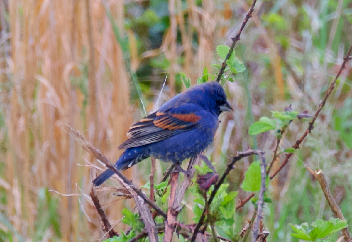 Blue Grosbeak - ML617889693