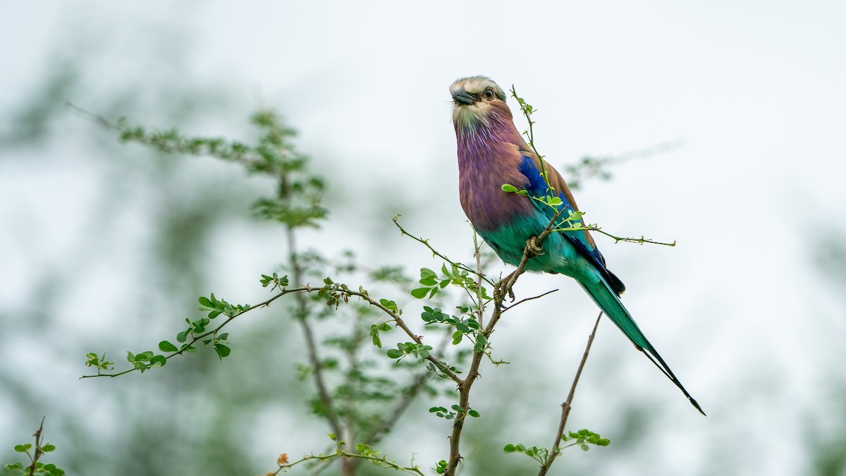 Lilac-breasted Roller - ML617889710