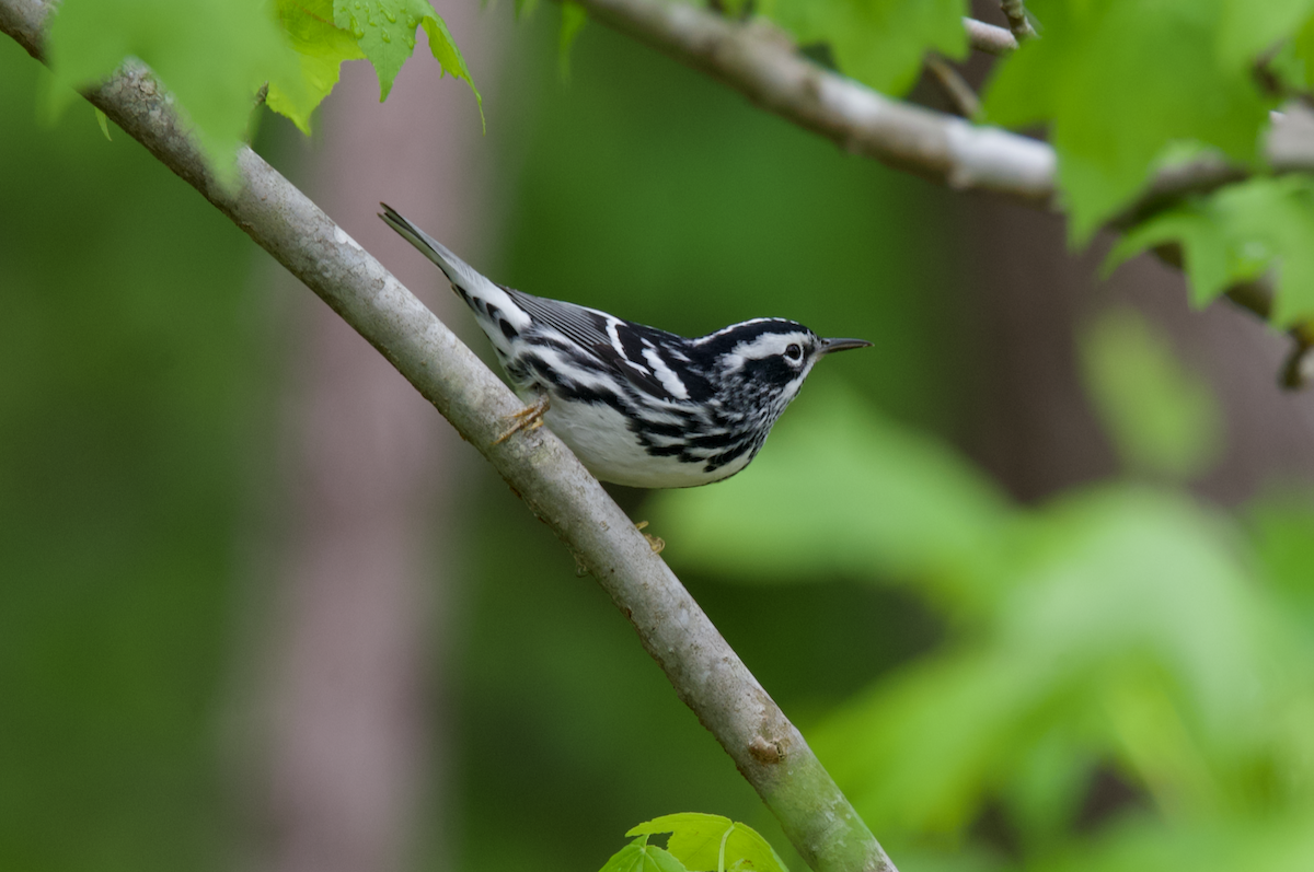 Black-and-white Warbler - ML617889711