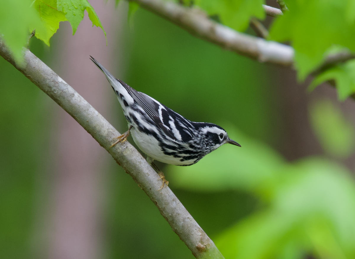 Black-and-white Warbler - ML617889712