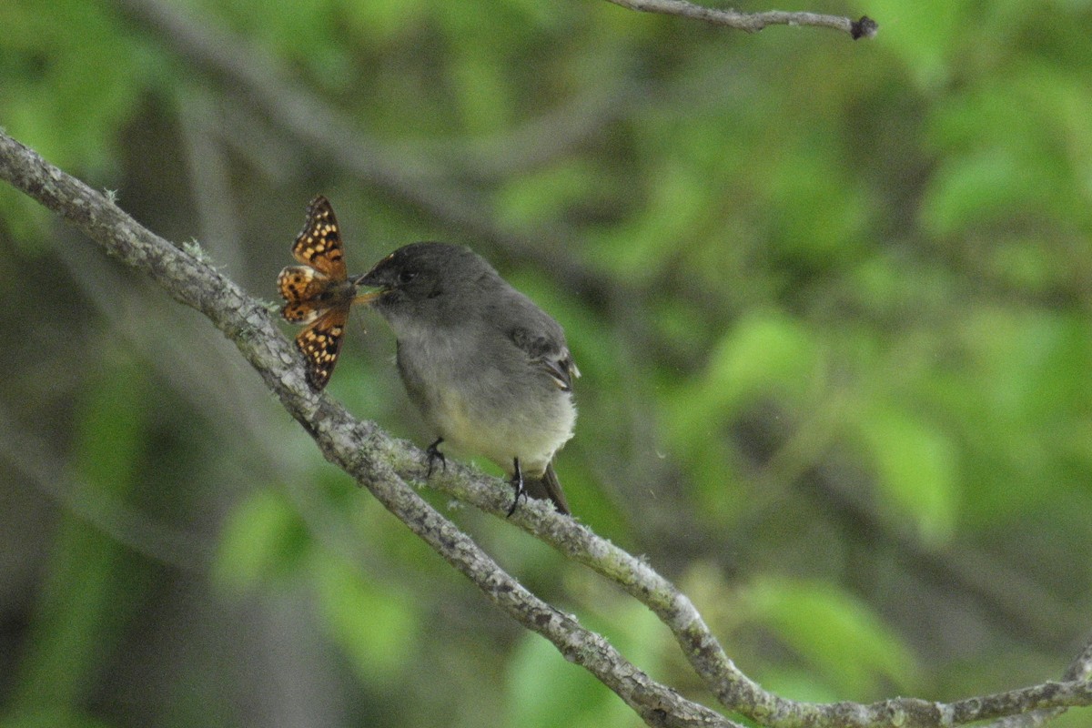 Eastern Wood-Pewee - ML617889739