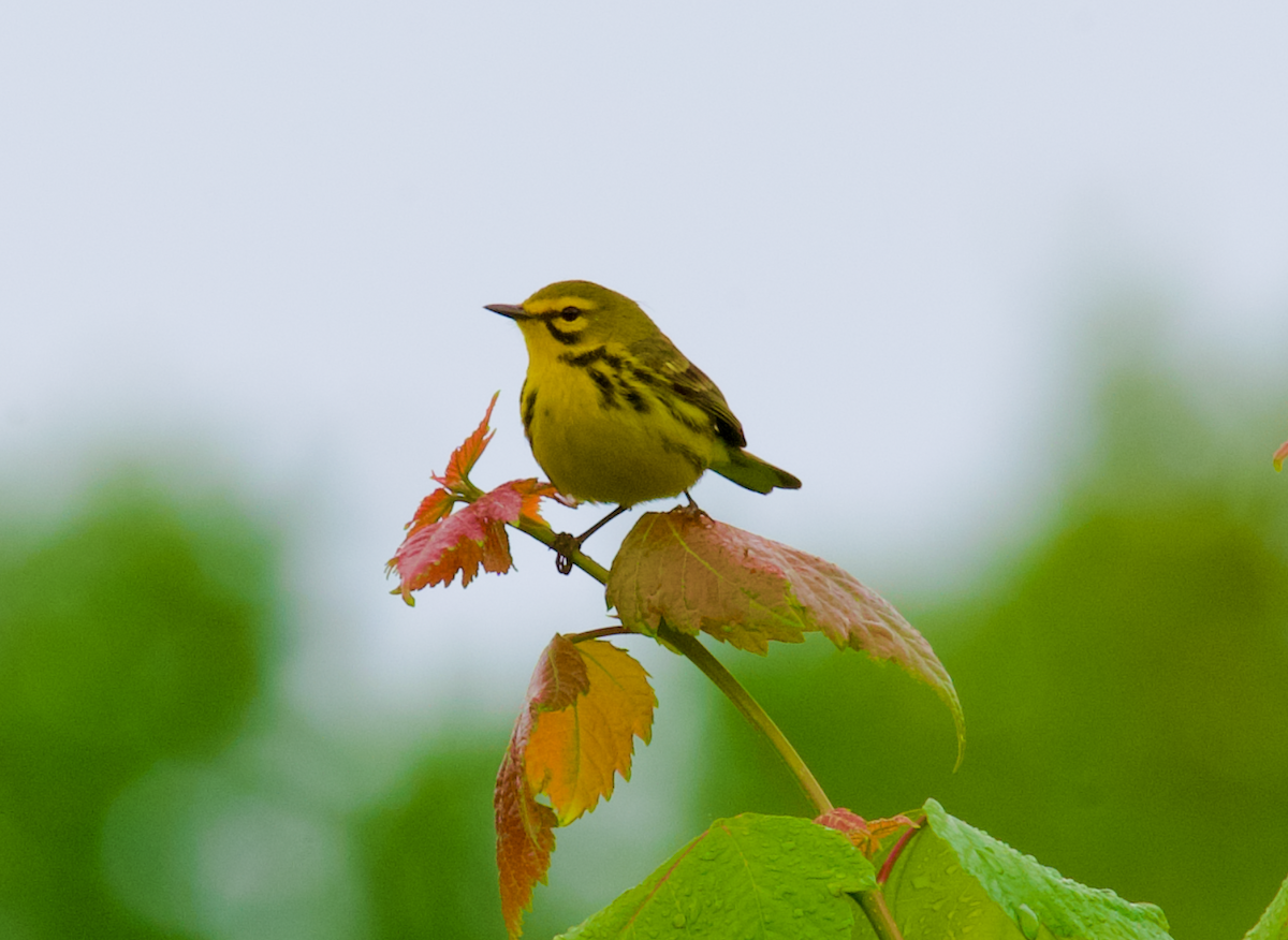 Prairie Warbler - ML617889755